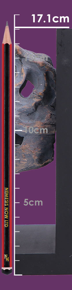 Tyrannosaurus Rex Skull Bookends