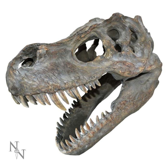 Tyrannosaurus Rex Skull Small 39.5cm B/strap main product photo
