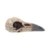 Edgar's Raven Skull 21cm Animal Skulls Father's Day