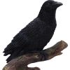 Ravens Perch 20cm Ravens Out Of Stock