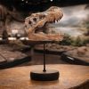 Tyrannosaurus Rex Skull on Plinth Dinosaurs Father's Day