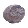 Tyrannosaurus Rex Egg Dinosaurs Father's Day