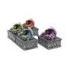 Dragon Safehold 8.4cm (Set of4) Dragons Stock Arrivals
