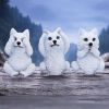 Three Wise Wolf Pups Wolves New Arrivals